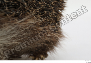 Hedgehog - Erinaceus europaeus  3 body leg whole body…